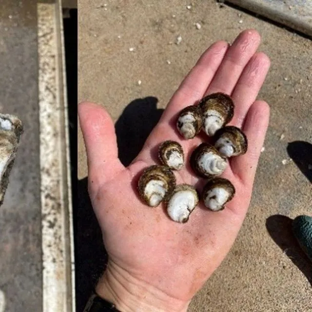 thumbnail for publication: Current Aquaculture of the Eastern Oyster Crassostrea virginica and Its Potential for Innovative Technology in Florida